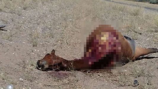Descuartizaron a un caballo al que habían atropellado durante el fin de semana largo
