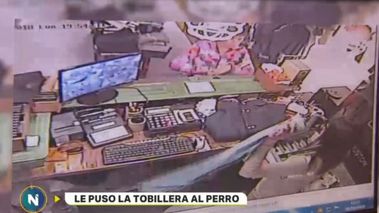 La Plata: una expolicía con arresto domiciliario le puso la tobillera a su perro y salió a robar