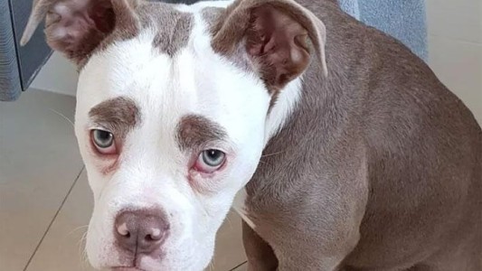 Viral: ésta es a la perrita más "triste" del mundo