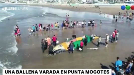 Mar del Plata: intentan salvar a una ballena encallada en Punta Mogotes