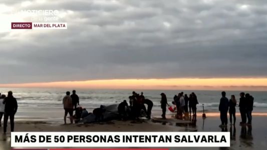 Usarán un barco para intentar devolver al mar a la ballena encallada en Mar del Plata