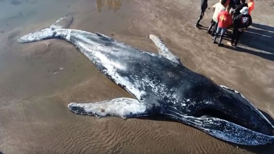 Mar del Plata: murió la ballena que estaba encallada en Punta Mogotes