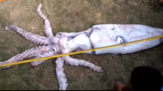 Video: atraparon a un calamar gigante cerca de una isla filipina