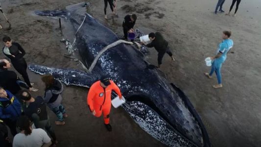 La carta viral de una estudiante de biología sobre la muerte de la ballena