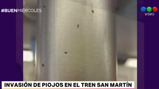 Invasión de piojos de paloma en el tren San Martín