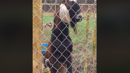Video viral: rescatan a una cabra a la que obligaban a consumir drogas y alcohol