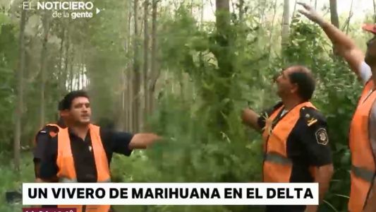 Un bosque de marihuana en el Delta