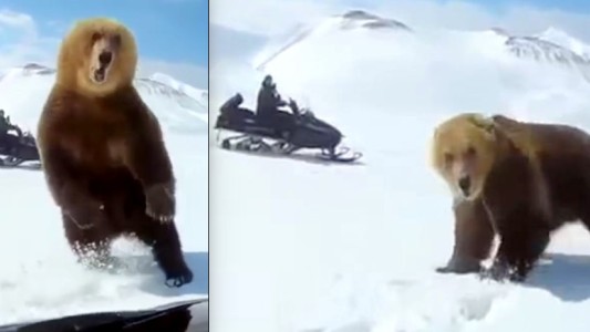 Video: despiertan a un oso que hiberna, lo persiguen y así reacciona el animal