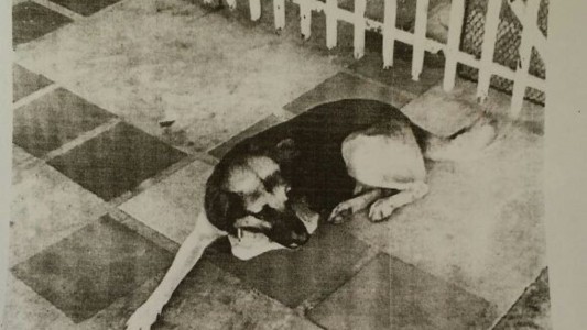 Misiones: un juez ordenó la detención de un perro por "molestias y daños de consideración"