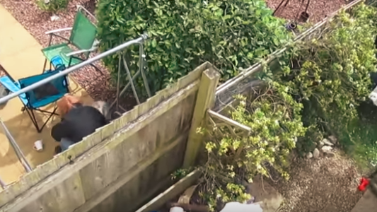 Video: condenaron a 18 meses de prisión a una mujer que golpeó y lesionó a su perra