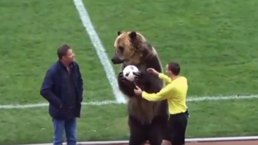 Video: oso "futbolista" genera enojo en las redes sociales