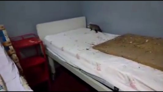 Jujuy: estaba internada en el hospital y le cayó una comadreja del techo