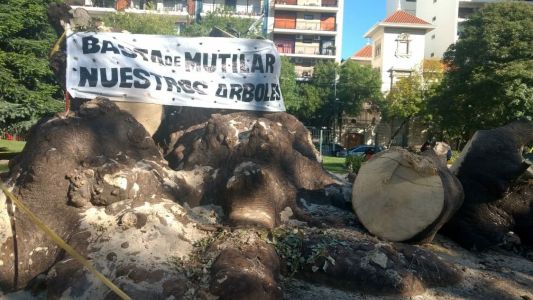 Podaron el histórico ombú del Parque Rivadavia