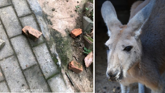Pura maldad: un canguro murió en un zoológico tras recibir varios piedrazos del público para que saltara