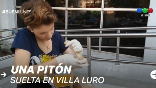 Su perro encontró una pitón suelta en Villa Luro