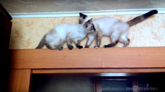 El video viral de dos gatos rusos que está rompiendo internet