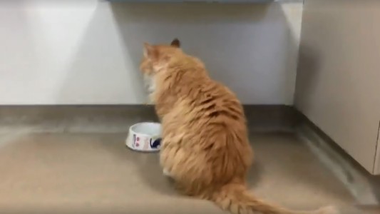 Familia desamorada: su gato recorrió 19 kilómetros para encontrarlos y quisieron sacrificarlo