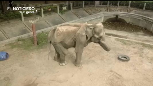 Tras medio siglo en el zoológico, trasladarán a "Pelusa" a un santuario natural