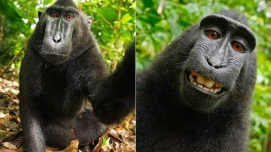 El mono Naruto no podrá cobrar por sus fotos virales