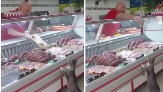 #EsViral El video de un gatito en una carnicería que te va a sacar más de una sonrisa