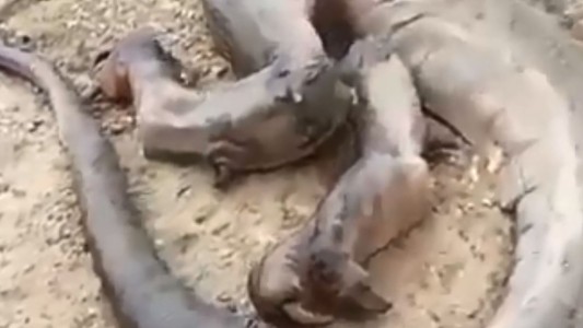La historia detrás del supuestro dragón muerto encontrado en Marruecos que se volvió viral