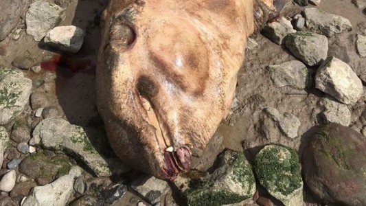 Viral: encontraron a una extraña criatura con colmillos que sorprende a los científicos