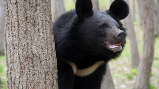 Video: una familia tiene durante años a un oso en peligro de extinción en su casa creyendo que era un perro