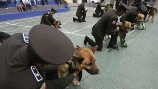 Ecuador jubiló a 61 perros policías