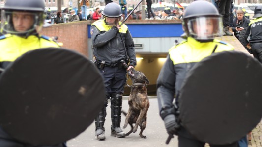 Perros entrenados contra los violadores