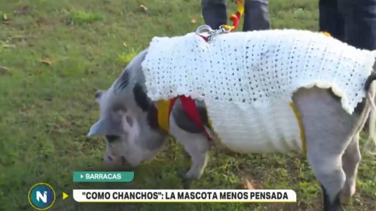 La mascota más popular de Barracas