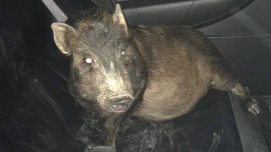 "No sé qué hacer": un hombre llamó a la Policía para pedir ayuda porque un cerdo lo perseguía