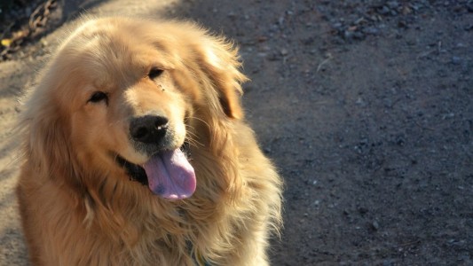 Le robaron a su perro y ofrece su auto como recompensa