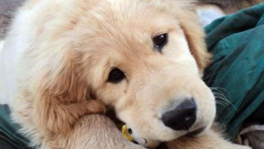 Le robaron al perro y ofrece su auto como recompensa