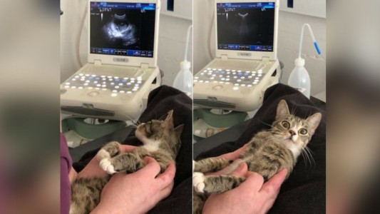 La reacción de una gata cuando se "entera" que está embarazada