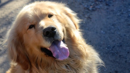 Emocionante reencuentro: apareció el perro por el que su dueña había ofrecido su auto como recompensa