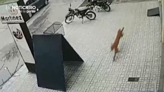 Video: un puma suelto en las calles de Villa María