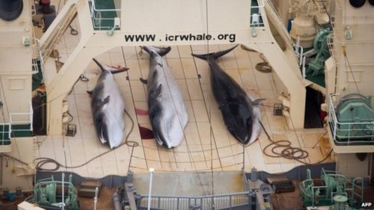 Denuncian que Japón cazó 122 ballenas embarazadas en el mar antártico
