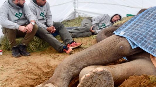 Tras la muerte de la elefanta Pelusa, cierran el zoológico de La Plata
