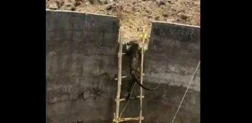 El rescate más ingenioso: así ayudaron a un leopardo que estaba atrapado en un pozo