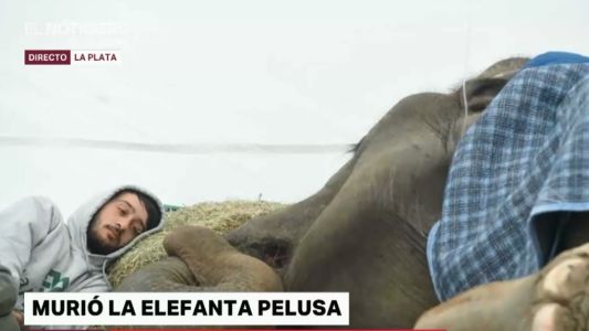 Dolor por la muerte de Pelusa: "Se intentó hacer de todo"