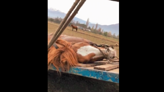 Fuertes imágenes: denunció en Facebook a hombres golpearon brutalmente a un caballo