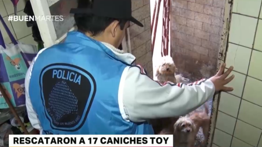 Rescataron a 17 caniches toy en un criadero ilegal