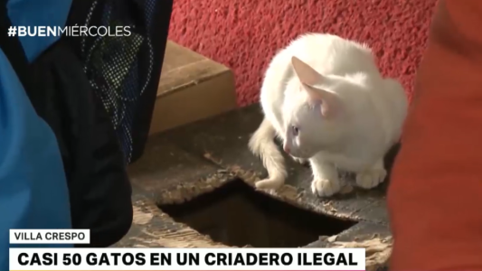 Rescate en un criadero ilegal: encontraron a 49 "gatitos de la suerte" que vendían por internet