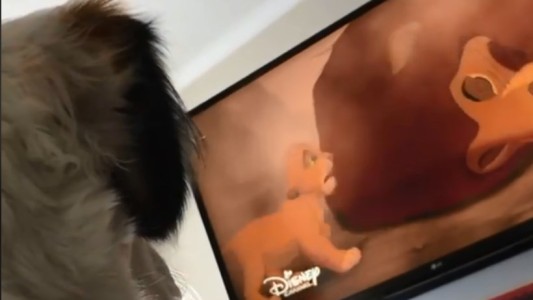 La perrita que llora al ver una triste escena del Rey León