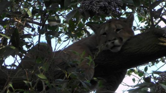 Video: capturaron a un puma que estaba en un árbol en plena ciudad