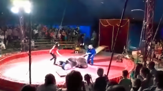 Fuerte video: feroz ataque de un oso a un empleado de un circo en pleno show