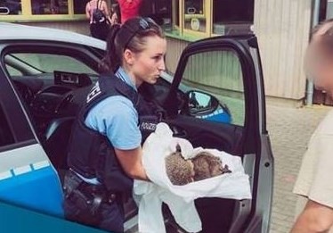 Sorpresa en Alemania por dos erizos que se emborracharon con licor de huevo