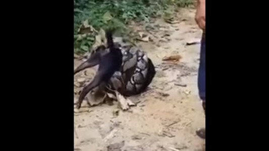 Video impactante: el rescate de un perro a punto de morir estrangulado por una boa