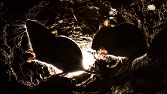 Una rata se metió en un cajero automático y se comió 18 mil dólares