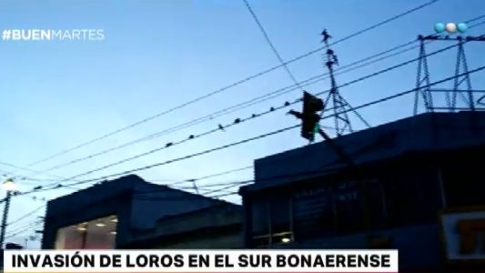 Una invasión de loros barranqueros asedia al sur bonaerense